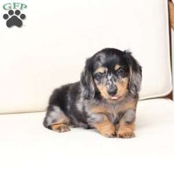 Tucker/Dachshund									Puppy/Male																/7 Weeks,To contact the breeder about this puppy, click on the “View Breeder Info” tab above.