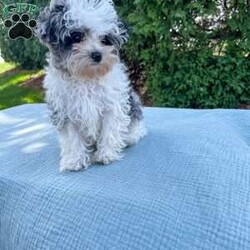 Tundra/Yorkie Poo									Puppy/Male	/20 Weeks,Meet Tundra. He is an adorable tiny puppy. Mom Mitzi is a yorkiepoo and weighs around 5 lbs. Dad is a mini poodle and weighs around 5 lbs as well. Tundra is well socialized and is very friendly and loves to be cuddled. He is up to date on shots and deworming. He was checked out by our vet from head to toe. Give us a call if you have any questions about Tundra or would like to adopt him. 