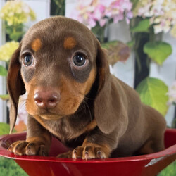 Jamie/Dachshund/Female/8 weeks Adopt a dog:Jamie/Dachshund/Female/8 weeks,Hi, I'm Jamie! I'm an 8-week-old female Dachshund with a beautiful chocolate & tan coat, born on February 28, which makes me a Pisces pup. I am ready now to plan my trip to my forever family. I'm APRI registered. Let's start our forever adventure together.