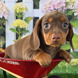 Jamie/Dachshund/Female/8 weeks Adopt a dog:Jamie/Dachshund/Female/8 weeks,Hi, I'm Jamie! I'm an 8-week-old female Dachshund with a beautiful chocolate & tan coat, born on February 28, which makes me a Pisces pup. I am ready now to plan my trip to my forever family. I'm APRI registered. Let's start our forever adventure together.