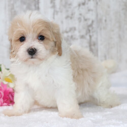 Adopt a dog:Elissa/Maltipoo/Female/7 weeks,Hi, I'm Elissa! I'm a 7-week-old female Maltipoo with a beautiful apricot & white coat, born on March 5, which makes me a Pisces sign. I'll be ready to go home to my forever family after May 1, once I'm grown enough to leave my litter. When I reach my adult size, I should weigh between 6–12 lbs. I'm excited to be your loyal companion and cuddle buddy.