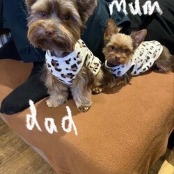 3 Beautiful purebred miniature chocolate brown female puppies/Yorkshire Terrier/Female/6 weeks,Meet our beautiful litter of puppies, bursting with energy and health! These little ones are being raised in a loving environment, ensuring they're well-socialised and ready to become cherished members of your family. Both parents will be able to be viewed with the puppies.
