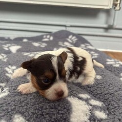  Biwer York terrier /Biewer Terrier/Female/4 weeks,Hello beautiful 5 girls and 1 boy are looking for a new home.  They are going to adopt 07 June  .Mum and Dad can be seen .
