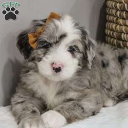 Elaine/Old English Sheepdog Mix									Puppy/Female	/11 Weeks,This is a F1b Mini Old English Mountain Doodle, a mix between an OES and a Mini Bernedoodle. Old English Mountain Doodles are playful, intelligent, loving, sociable and great family dogs. Sheepadoodles have a goofy and fun personality, mixed with the Bernese Mountain Dog it gives them a more mellow temperment. They are typically between 35-50 lbs full grown. Our puppies come with their first round of shots and dewormer and will be vet checked to ensure a healthy puppy. We take great pride in getting our puppies ready for their forever homes! We offer transportation for those who can not come pick up at our farm. Thanks for checking us out, feel free to reach out with any other questions or additional photos.