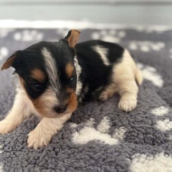  Biwer York terrier /Biewer Terrier/Female/4 weeks,Hello beautiful 5 girls and 1 boy are looking for a new home.  They are going to adopt 07 June  .Mum and Dad can be seen .

