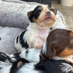  Biwer York terrier /Biewer Terrier/Female/4 weeks,Hello beautiful 5 girls and 1 boy are looking for a new home.  They are going to adopt 07 June  .Mum and Dad can be seen .
