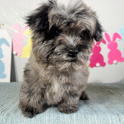 Adopt a dog:Cyrus/Maltipoo/Male/13 weeks,Hi, I'm Cyrus! I'm a 13-week-old male Maltipoo with a beautiful blue merle coat, born on February 3, which makes me an Aquarius pup. I am ready now to plan my trip to my forever family. Once I reach my adult size, I'm expected to weigh between 8–12 lbs. I'm ACHC registered. Your lap looks like the perfect spot for my puppy naps.