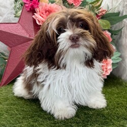 Thunder/Shih-Poo/Male/23 weeks Adopt a dog:Thunder/Shih-Poo/Male/23 weeks,Hi, I'm Thunder! I'm a 23-week-old male Shih-Poo with a beautiful chocolate & white coat, born on November 23, which makes me a Sagittarius pup. I am ready now to plan my trip to my forever family. Once I reach my adult size, I'm expected to weigh between 6–9 lbs. Ladies and gentlemen, when it comes to picking a puppy, there is no other choice than me.