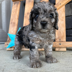 Adopt a dog:Gaby/Goldendoodle/Female/7 weeks,Hi, I'm Gaby! I'm a 7-week-old female Goldendoodle with a beautiful blue merle coat, born on March 21, which makes me an Aries sign. I'll be ready to go home to my forever family after May 16, once I'm grown enough to leave my litter. I'm UABR registered. I love to play fetch; it's my favorite game. When I get tired, I will come and curl up next to you so we can go to sleep.