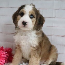 Dallas/Bernedoodle/Male/7 weeks Adopt a dog:Dallas/Bernedoodle/Male/7 weeks,Hi, I'm Dallas! I'm a 7-week-old male Bernedoodle with a beautiful sable & white coat, born on March 21, which makes me an Aries sign. I'll be ready to go home to my forever family after May 16, once I'm grown enough to leave my litter. My bags are packed because my breeder told me that I am going to go start the adventure of my life with my forever family.