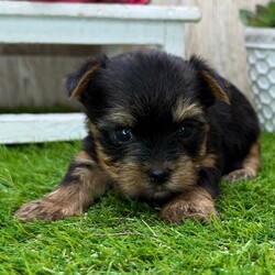 Beyonce/Yorkshire Terrier/Female/5 weeks Adopt a dog:Beyonce/Yorkshire Terrier/Female/5 weeks,Hi, I'm Beyonce! I'm a 5-week-old female Yorkshire Terrier with a beautiful black & tan coat, born on March 29, which makes me an Aries sign. I'll be ready to go home to my forever family after May 31, once I'm grown enough to leave my litter. When I reach my adult size, I should weigh between 6–10 lbs. I'm AKR registered. I'm dreaming of belly rubs and cozy snuggles with you.