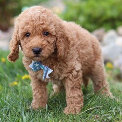 Adopt a dog:Eddie/Labradoodle/Male/7 weeks,Hi, I'm Eddie! I'm a 7-week-old male Labradoodle with a beautiful apricot coat, born on March 18, which makes me a Pisces sign. I'll be ready to go home to my forever family after May 13, once I'm grown enough to leave my litter. I may nibble your shoelaces, but I'll fill your life with love.