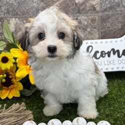 Adopt a dog:Sunrise/Havanese/Male/9 weeks,Hi, I'm Sunrise! I'm a 9-week-old male Havanese with a beautiful gold sable coat, born on March 5, which makes me a Pisces pup. I am ready now to plan my trip to my forever family. Once I reach my adult size, I'm expected to weigh between 7–13 lbs. I'm AKC registered. I'm all set to fill your days with laughter and your nights with snuggles.