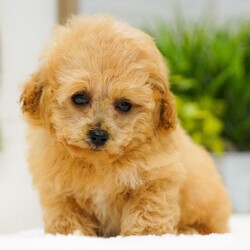 Theo/Poodle/Male/10 weeks Adopt a dog:Theo/Poodle/Male/10 weeks,Hi, I'm Theo! I'm a 10-week-old male Poodle with a beautiful apricot coat, born on February 26, which makes me a Pisces sign. I'll be ready to go home to my forever family after April 24, once I'm grown enough to leave my litter. I'm UABR registered. My love for you will be as boundless as my puppy energy.