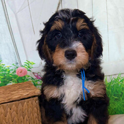 Adopt a dog:Cedar/Bernedoodle/Male/10 weeks,Hi, I'm Cedar! I'm a 10-week-old male Bernedoodle with a beautiful black, tan & white coat, born on February 27, which makes me a Pisces pup. I am ready now to plan my trip to my forever family. I'm CKC registered. My little paws are itching to meet my forever family.