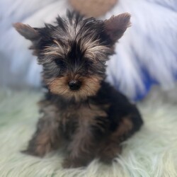 Jacob/Yorkshire Terrier/Male/10 weeks Adopt a dog:Jacob/Yorkshire Terrier/Male/10 weeks,Hi, I'm Jacob! I'm a 10-week-old male Yorkshire Terrier with a beautiful black & tan coat, born on February 27, which makes me a Pisces sign. I'll be ready to go home to my forever family after April 24, once I'm grown enough to leave my litter. When I reach my adult size, I should weigh between 7–10 lbs. I'm APRI registered. With me you'll have the time of your life and feel a love like never before.