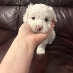 2 Beautiful Pure Bichon puppies /Bichon Frise/Female/7 weeks,I have two furry friends looking for their forever home. One female and one male. They are available for viewing and the parents as well. They have their vaccination and deworm treatment done. Price is negotiable but to a certain amount. If you do want the puppy microchipped then it will add onto the cost of the puppy. I know some people would prefer to do it themselves that’s why we give the option 
