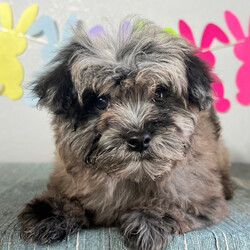 Adopt a dog:Cyrus/Maltipoo/Male/13 weeks,Hi, I'm Cyrus! I'm a 13-week-old male Maltipoo with a beautiful blue merle coat, born on February 3, which makes me an Aquarius pup. I am ready now to plan my trip to my forever family. Once I reach my adult size, I'm expected to weigh between 8–12 lbs. I'm ACHC registered. Your lap looks like the perfect spot for my puppy naps.