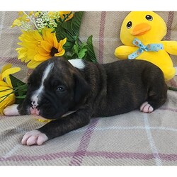 Eddie/Boxer/Male/5 weeks Adopt a dog:Eddie/Boxer/Male/5 weeks,Hi, I'm Eddie! I'm a 5-week-old male Boxer with a beautiful brindle coat, born on March 30, which makes me an Aries sign. I'll be ready to go home to my forever family after May 25, once I'm grown enough to leave my litter. When I reach my adult size, I should weigh between 65–80 lbs. I'm AKC registered. I'm the kind of friend who will always be there—especially during snack time.