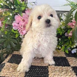 Rosie/Maltipoo/Female/7 weeks Adopt a dog:Rosie/Maltipoo/Female/7 weeks,Hi, I'm Rosie! I'm a 7-week-old female Maltipoo with a beautiful apricot coat, born on March 17, which makes me a Pisces sign. I'll be ready to go home to my forever family after May 13, once I'm grown enough to leave my litter. When I reach my adult size, I should weigh between 6–9 lbs. My playful spirit will bring joy and laughter to your home.