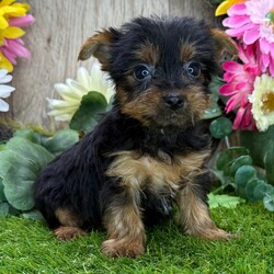 Adopt a dog:Summer/Yorkshire Terrier/Female/7 weeks,Hi, I'm Summer! I'm a 7-week-old female Yorkshire Terrier with a beautiful black & tan coat, born on March 16, which makes me a Pisces sign. I'll be ready to go home to my forever family after May 25, once I'm grown enough to leave my litter. When I reach my adult size, I should weigh between 6–10 lbs. I'm AKC registered. I will love you with all my little puppy heart.
