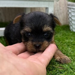 Beyonce/Yorkshire Terrier/Female/5 weeks Adopt a dog:Beyonce/Yorkshire Terrier/Female/5 weeks,Hi, I'm Beyonce! I'm a 5-week-old female Yorkshire Terrier with a beautiful black & tan coat, born on March 29, which makes me an Aries sign. I'll be ready to go home to my forever family after May 31, once I'm grown enough to leave my litter. When I reach my adult size, I should weigh between 6–10 lbs. I'm AKR registered. I'm dreaming of belly rubs and cozy snuggles with you.