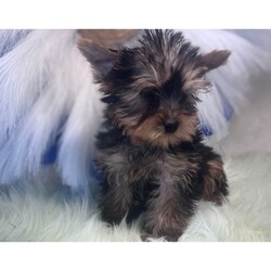 Jacob/Yorkshire Terrier/Male/10 weeks Adopt a dog:Jacob/Yorkshire Terrier/Male/10 weeks,Hi, I'm Jacob! I'm a 10-week-old male Yorkshire Terrier with a beautiful black & tan coat, born on February 27, which makes me a Pisces sign. I'll be ready to go home to my forever family after April 24, once I'm grown enough to leave my litter. When I reach my adult size, I should weigh between 7–10 lbs. I'm APRI registered. With me you'll have the time of your life and feel a love like never before.