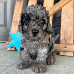 Adopt a dog:Gaby/Goldendoodle/Female/7 weeks,Hi, I'm Gaby! I'm a 7-week-old female Goldendoodle with a beautiful blue merle coat, born on March 21, which makes me an Aries sign. I'll be ready to go home to my forever family after May 16, once I'm grown enough to leave my litter. I'm UABR registered. I love to play fetch; it's my favorite game. When I get tired, I will come and curl up next to you so we can go to sleep.
