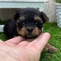 Beyonce/Yorkshire Terrier/Female/5 weeks Adopt a dog:Beyonce/Yorkshire Terrier/Female/5 weeks,Hi, I'm Beyonce! I'm a 5-week-old female Yorkshire Terrier with a beautiful black & tan coat, born on March 29, which makes me an Aries sign. I'll be ready to go home to my forever family after May 31, once I'm grown enough to leave my litter. When I reach my adult size, I should weigh between 6–10 lbs. I'm AKR registered. I'm dreaming of belly rubs and cozy snuggles with you.