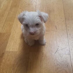 2 Beautiful Pure Bichon puppies /Bichon Frise/Female/7 weeks,I have two furry friends looking for their forever home. One female and one male. They are available for viewing and the parents as well. They have their vaccination and deworm treatment done. Price is negotiable but to a certain amount. If you do want the puppy microchipped then it will add onto the cost of the puppy. I know some people would prefer to do it themselves that’s why we give the option 
