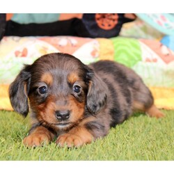 Atticus/Dachshund/Male/6 weeks Adopt a dog:Atticus/Dachshund/Male/6 weeks,Hi, I'm Atticus! I'm a 6-week-old male Dachshund with a beautiful silver dapple coat, born on March 24, which makes me an Aries sign. I'll be ready to go home to my forever family after May 20, once I'm grown enough to leave my litter. I'm APRI registered. I love to play fetch; it's my favorite game. When I get tired, I will come and curl up next to you so we can go to sleep.