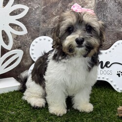 Kiyomi/Havanese/Female/13 weeks Adopt a dog:Kiyomi/Havanese/Female/13 weeks,Hi, I'm Kiyomi! I'm a 13-week-old female Havanese with a beautiful black & tan coat, born on February 6, which makes me an Aquarius pup. I am ready now to plan my trip to my forever family. Once I reach my adult size, I'm expected to weigh between 7–13 lbs. I'm AKC registered. My little paws are itching to meet my forever family.