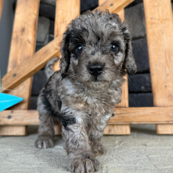 Adopt a dog:Gaby/Goldendoodle/Female/7 weeks,Hi, I'm Gaby! I'm a 7-week-old female Goldendoodle with a beautiful blue merle coat, born on March 21, which makes me an Aries sign. I'll be ready to go home to my forever family after May 16, once I'm grown enough to leave my litter. I'm UABR registered. I love to play fetch; it's my favorite game. When I get tired, I will come and curl up next to you so we can go to sleep.