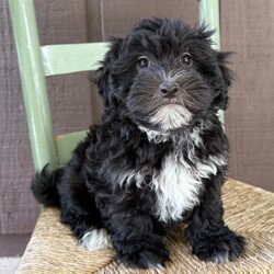 Adopt a dog:Tina/Havapoo/Female/10 weeks,Hi, I'm Tina! I'm a 10-week-old female Havapoo with a beautiful black coat, born on February 22, which makes me a Pisces pup. I am ready now to plan my trip to my forever family. Once I reach my adult size, I'm expected to weigh between 10–14 lbs. My bags are packed because my breeder told me that I am going to go start the adventure of my life with my forever family.