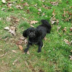 Zoe/Shih Tzu									Puppy/Female	/7 Weeks,Zoe is a very sweet and well socialized puppy. She loves to play with children. Her parents are approximately 8 to10 #. She comes with an AKC registration plus is genetic tested. Please contact us to make sweet  Zoe your very own puppy!