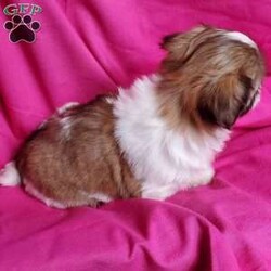 Zoe/Shih Tzu									Puppy/Female	/7 Weeks,Zoe is a very sweet and well socialized puppy. She loves to play with children. Her parents are approximately 8 to10 #. She comes with an AKC registration plus is genetic tested. Please contact us to make sweet  Zoe your very own puppy!