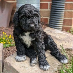 Millie/Portuguese Water Dog									Puppy/Female	/March 25th, 2025,Millie is a sweet and adorable little puppy! She is up to date on dewormer and vaccinations. She has been vet checked and is a healthy little pup. She is used to playing with our little children and gets lots of cuddles from them. If you’re interested in giving Millie a loving home or have any questions give us a text or call.