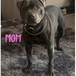 KC Reg Blue Staffordshire Bull Terrier Pups /Staffordshire Bull Terrier/Female/2 weeks,Our Beautiful Girl Skylar has had 6 Gorgeous KC Registered blue Staffordshire Bull Terrier puppy’s 
