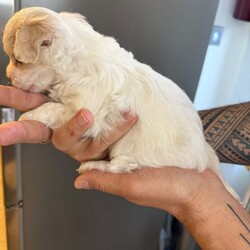 Bichon puppies /Bichon Frise/Female/10 weeks,Gorgeous Bichon female puppy for sale. She is eating and drinking well. Ready to find a new home. Mum Bichon Frise , Dad Bichon Maltes. 