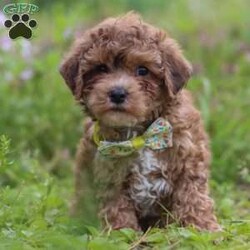 Max/Yorkie Poo									Puppy/Male	/13 Weeks,Meet Max – our adorable F1B Yorkipoo with a big heart and an even bigger personality! With his soft, eye-catching coat and playful spirit, Max loves to explore, chase toys, and snuggle up after a day of fun. He’s full of puppy energy but always ready for cuddle time.