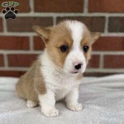 Kobi/Pembroke Welsh Corgi									Puppy/Male	/8 Weeks, Meet Kobi … He is a Pembroke welsh corgi little boy..His parents are both DM clear and weigh around 30 to 35 lbs the mom is our family pet..and the Dad is owned by our friends… He was vet checked and is in super good health… He is updated on his shots and wormer and is microchipped… Kobi is looking for his Furever Family to love and care for him.. He will be ready to leave our home on May 24 th or anytime after that ..He will come with a 30 day health guarantee.. if you have any questions please feel free to call or text me anytime …. Kobi is sure to bring lots of joy to your home 