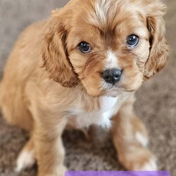 Beautiful Cavalier Pups Essex /Cavalier King Charles Spaniel/Female/7 weeks,We are excited to announce our gorgeous girl Ruby gave birth to her first litter of puppies on 6th April and she is a brilliant Mum. We have 5 beautiful puppies looking for their caring, forever homes, 1 girl and 4 boys (girl is black and tan, 1 boy is tri-colour and the other 3 boys are ruby). Both parents are KC registered and health tested. 
