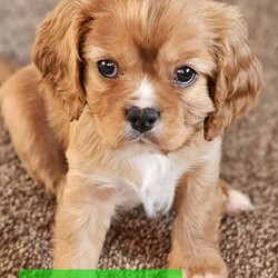 Beautiful Cavalier Pups Essex /Cavalier King Charles Spaniel/Female/7 weeks,We are excited to announce our gorgeous girl Ruby gave birth to her first litter of puppies on 6th April and she is a brilliant Mum. We have 5 beautiful puppies looking for their caring, forever homes, 1 girl and 4 boys (girl is black and tan, 1 boy is tri-colour and the other 3 boys are ruby). Both parents are KC registered and health tested. 
