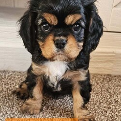 Beautiful Cavalier Pups Essex /Cavalier King Charles Spaniel/Female/7 weeks,We are excited to announce our gorgeous girl Ruby gave birth to her first litter of puppies on 6th April and she is a brilliant Mum. We have 5 beautiful puppies looking for their caring, forever homes, 1 girl and 4 boys (girl is black and tan, 1 boy is tri-colour and the other 3 boys are ruby). Both parents are KC registered and health tested. 
