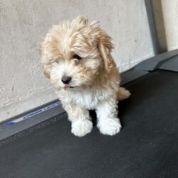 Bichon Frise very rare - Goldie/Bichon Frise/Female/11 weeks,Meet Goldie a wonderful Bichon Frise , looking for a new lovely home , Goldie is very very friendly and full of joy , very interactive and loves kids , must mention that he is very good with other pets . Goldie is a rare Bichon and he is one of the best puppy’s .