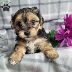 Abby/Yorkie Poo									Puppy/Female	/10 Weeks,Abby is a very cute and friendly puppy,  plus well socialized  with children. She has alot of poodle curl to her coat and would  be considered  hypoallergenic.  Her mom is a poodle and dad is a Yorkie. She is bigger and more laid back than her sister, and will likely be  approx  6 to 8 # s as an adult. Please contact us to make sweet  Abby  your very own puppy!