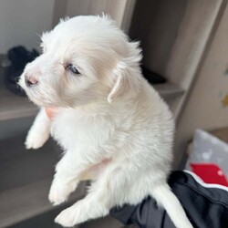 Bichon Maltese miny toy /Bichon Frise/Female/9 weeks,Hello I’m selling this beautiful puppy he’s 5 weeks and 4 days old he is eating solid and soft food 
