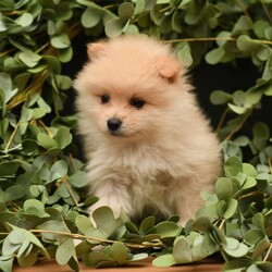 Simba/Pomeranian									Puppy/Male	/7 Weeks,To contact the breeder about this puppy, click on the “View Breeder Info” tab above.