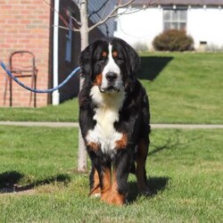 Bingo/Bernese Mountain Dog									Puppy/Male	/9 Weeks,Meet Bingo, our stunning Bernese Mountain Dog with a heart as big as his chunky, muscular build! This handsome boy is a showstopper with his lush, tri-colored coat, stout legs, and signature blocky head that gives him that classic Berner charm. This little guy is the perfect mix of strength and sweetness—his goofy, affectionate personality keeps us smiling every day. Whether he’s romping in the yard or lounging at your feet, he’s always full of love and loyalty.