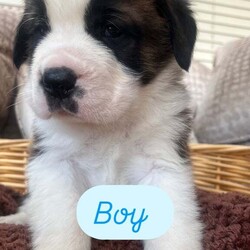 READY TO LEAVE NEXT WEEK Adorable Saint Bernard Puppies – Family Raised & Full of Love!/Saint Bernard/Female/6 weeks,Adorable Saint Bernard Puppies – Family Raised & Full of Love!
